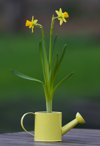 Coffee and some daffodils