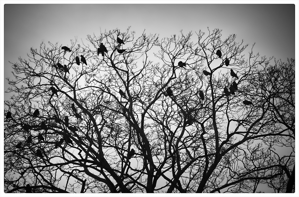 Rooks.