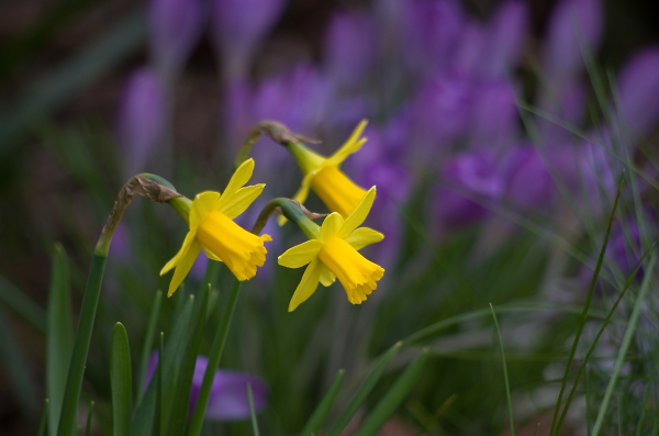 daffs