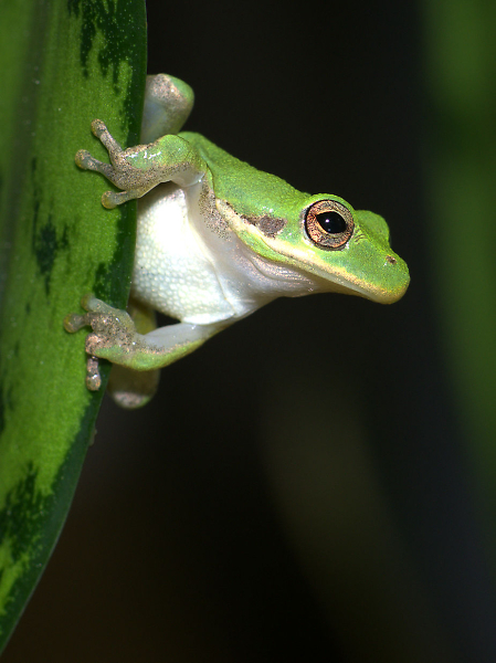 It isn't easy being green.