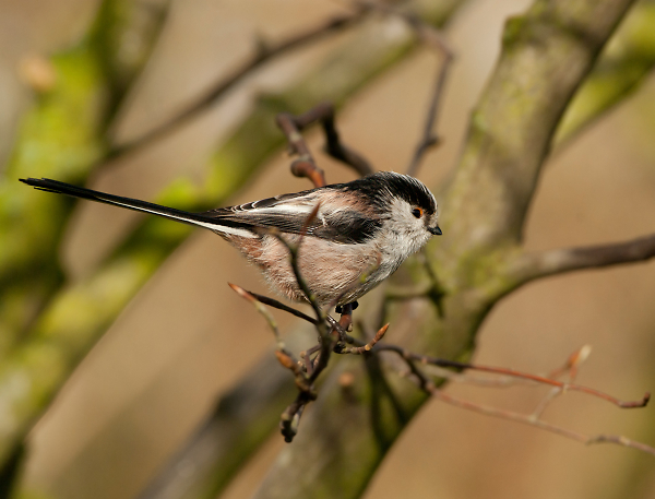 LTT