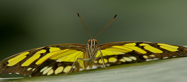 Malachite
