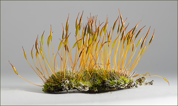 Moss