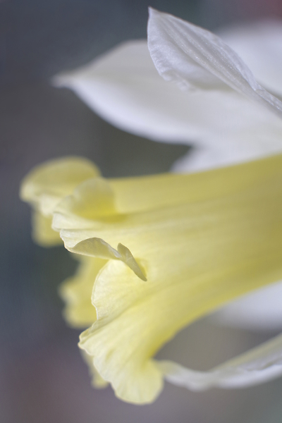 Narcissus