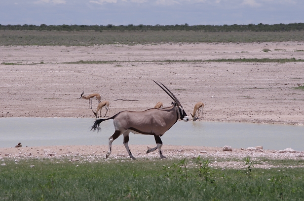 Oryx - Botswana