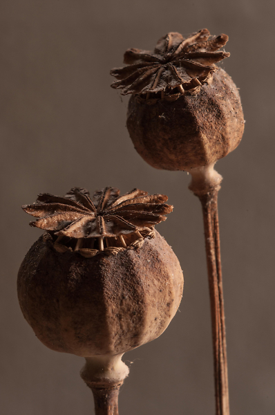 Poppy Seed Heads