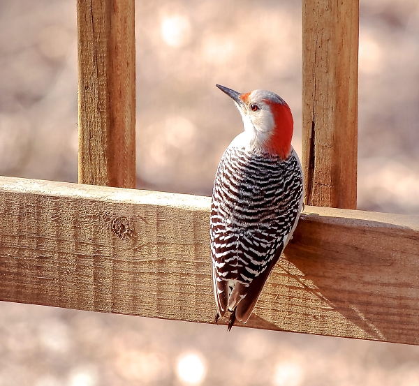 Red-Bellied Ladder-Backed Woodpecker - Female