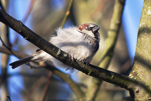 Sparrow