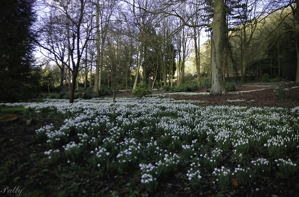 The snowdrops at Hopton Hall.