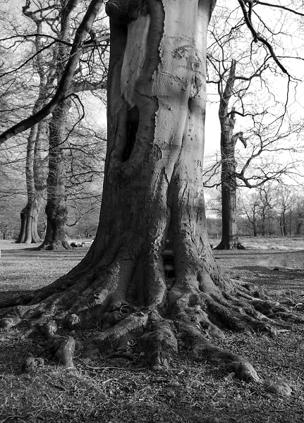 Tree at Dunham