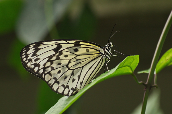 Tree Nymph