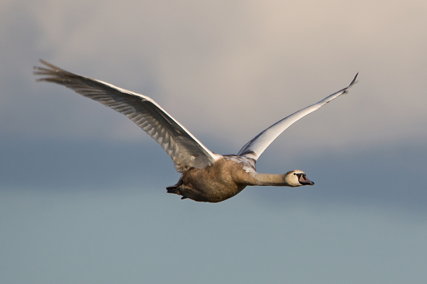 Ugly Duckling? No