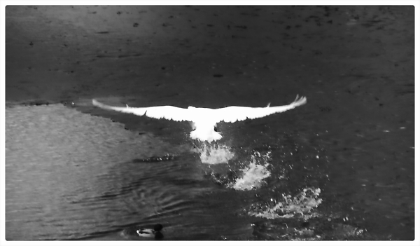 Were I a plane, what would I be ? A B-52, as you can see...
