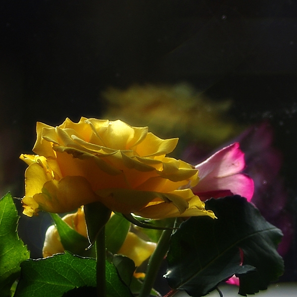 yellow rose