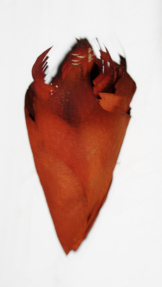 golem heart