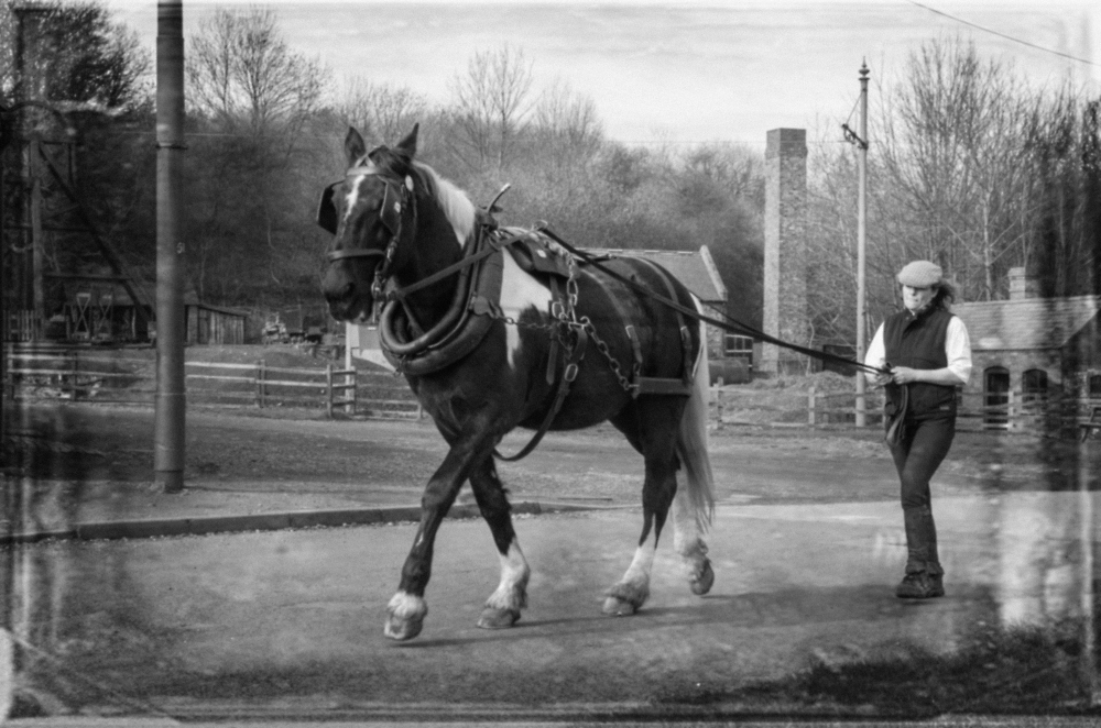 Horse