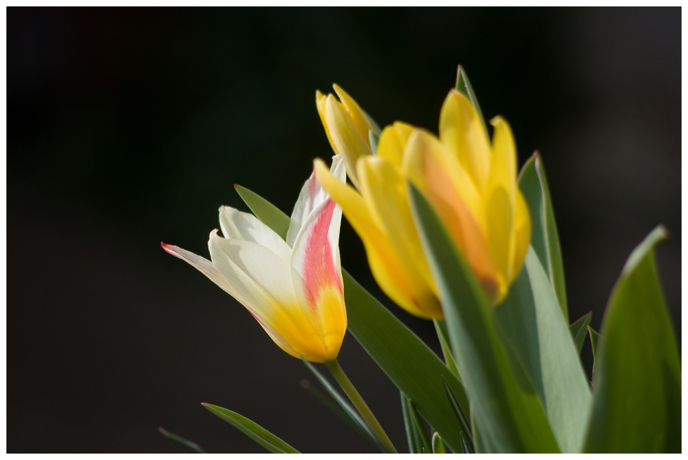 spring almost here