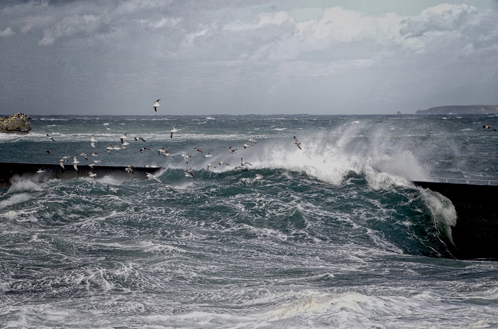 Surfing gulls