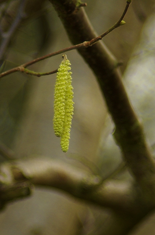 two catkins