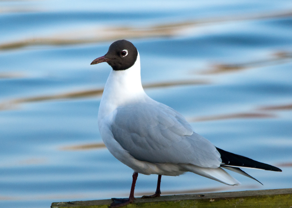 Black Headed Gull