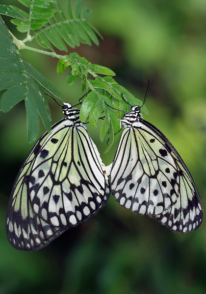 Butterflies