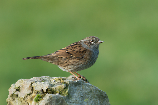 dunnock