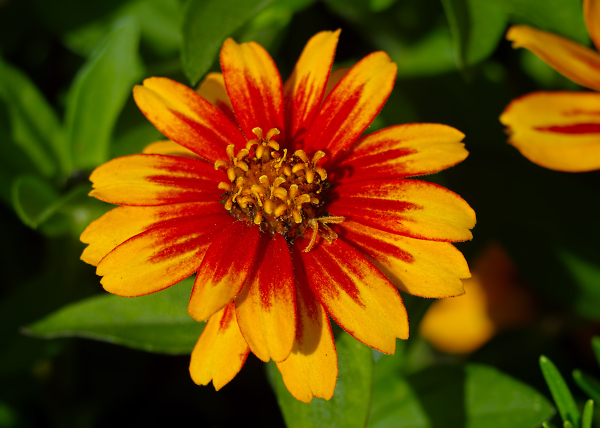Flower Amongst the Lillies