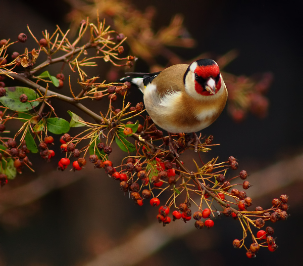 Goldfinch