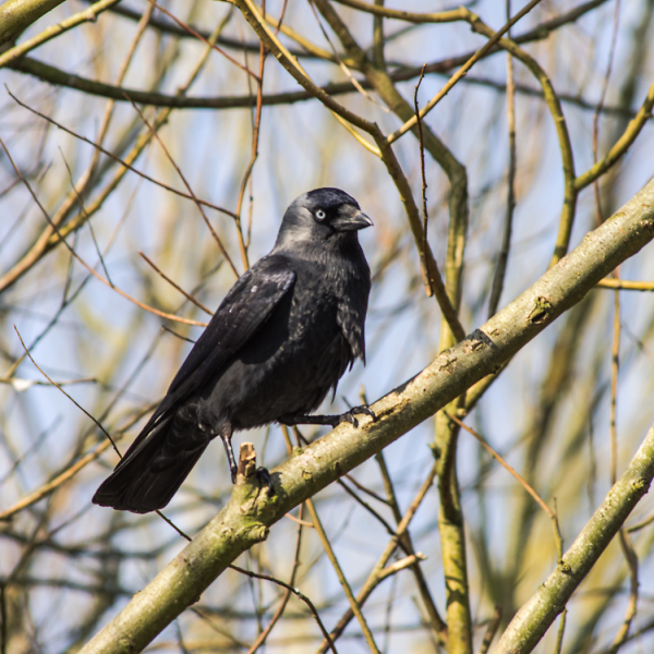 Jack Daw