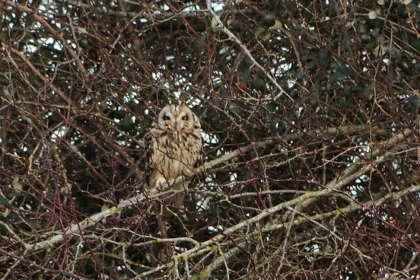 Long eared  owl
