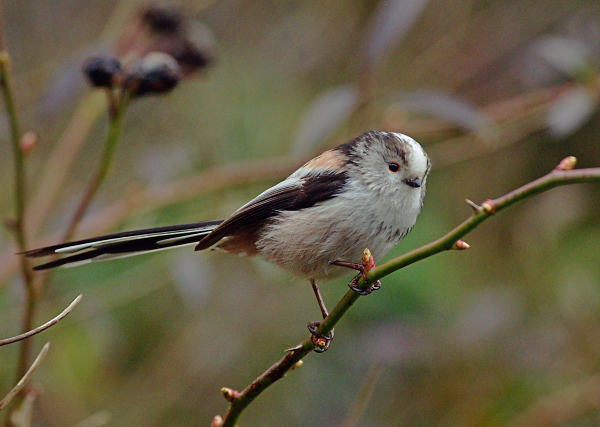 Long-Tailed Tit (Aegithalos caudatus)
