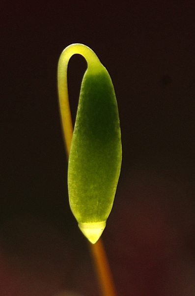 magic moss