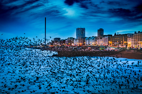Murmuration of a winter past