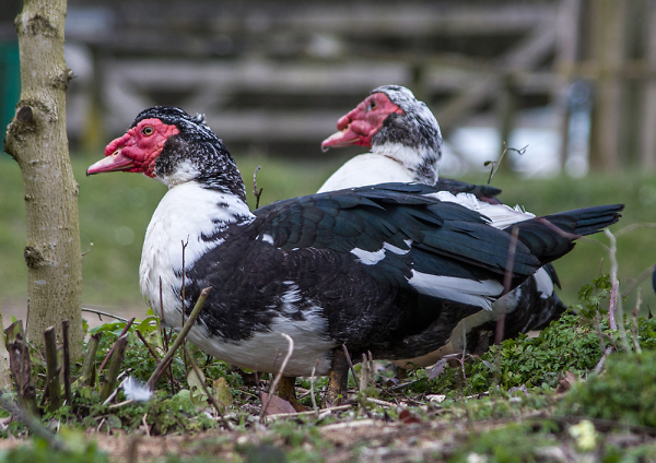 Muscovy Ducks
