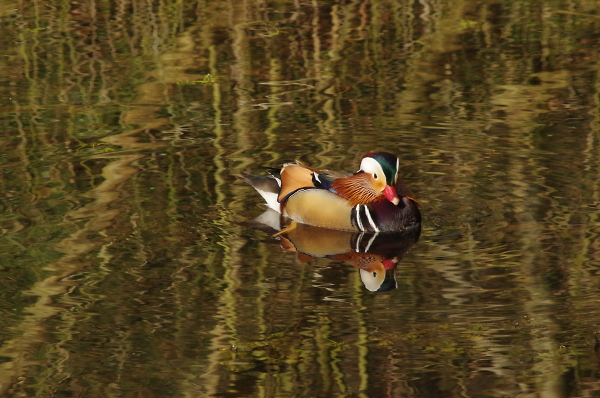 quack