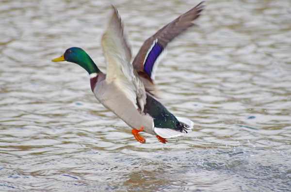 The Magnificent Mallard