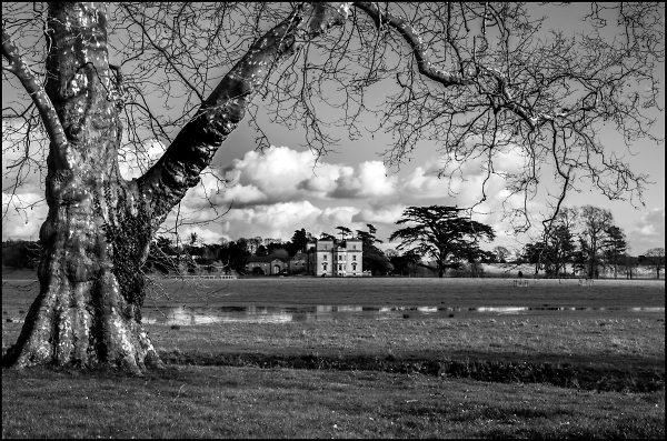 Under a Bare Tree