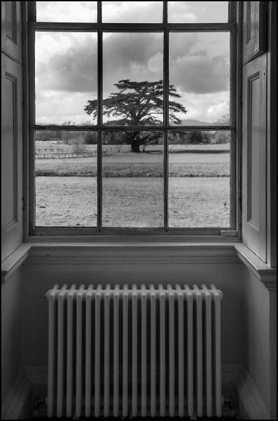 View with Cedar Tree and Radiator