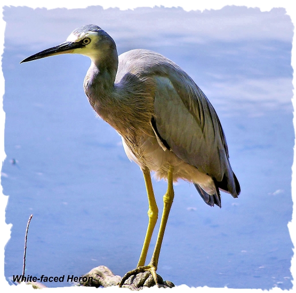 White-faced Heron