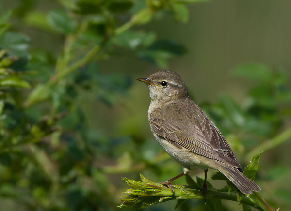 willow warbler