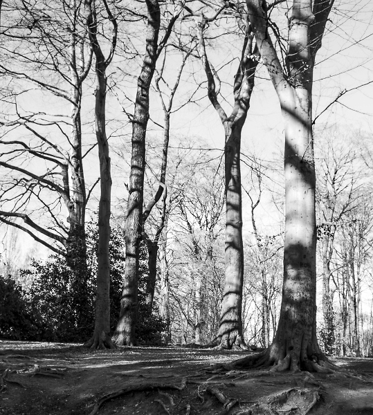 Winter trees and sunshine.