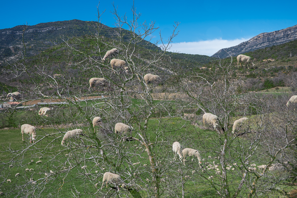 Sheep tree