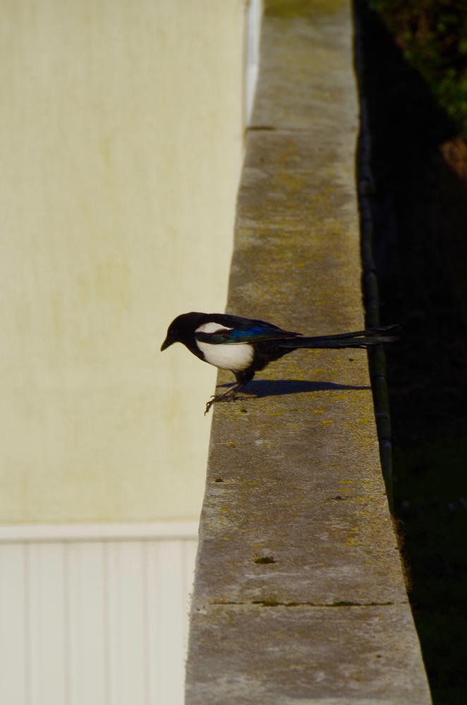 A French urban bird.