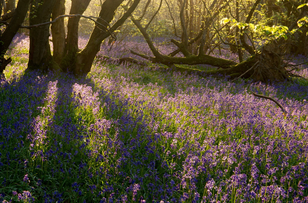 Blackbrook Wood - ii