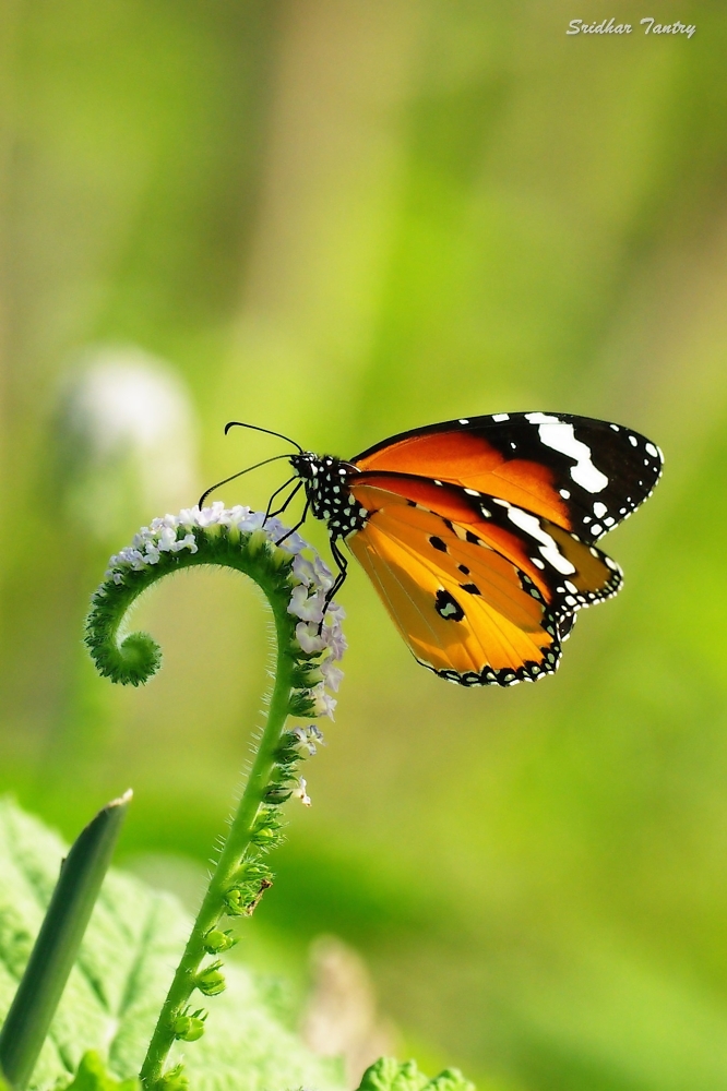 Butterfly- Plain Tiger