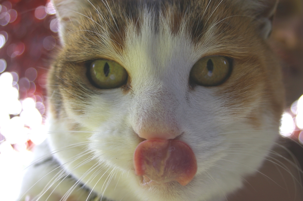 Cat`s delight