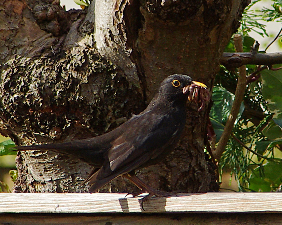 dad blackbird with a small snack
