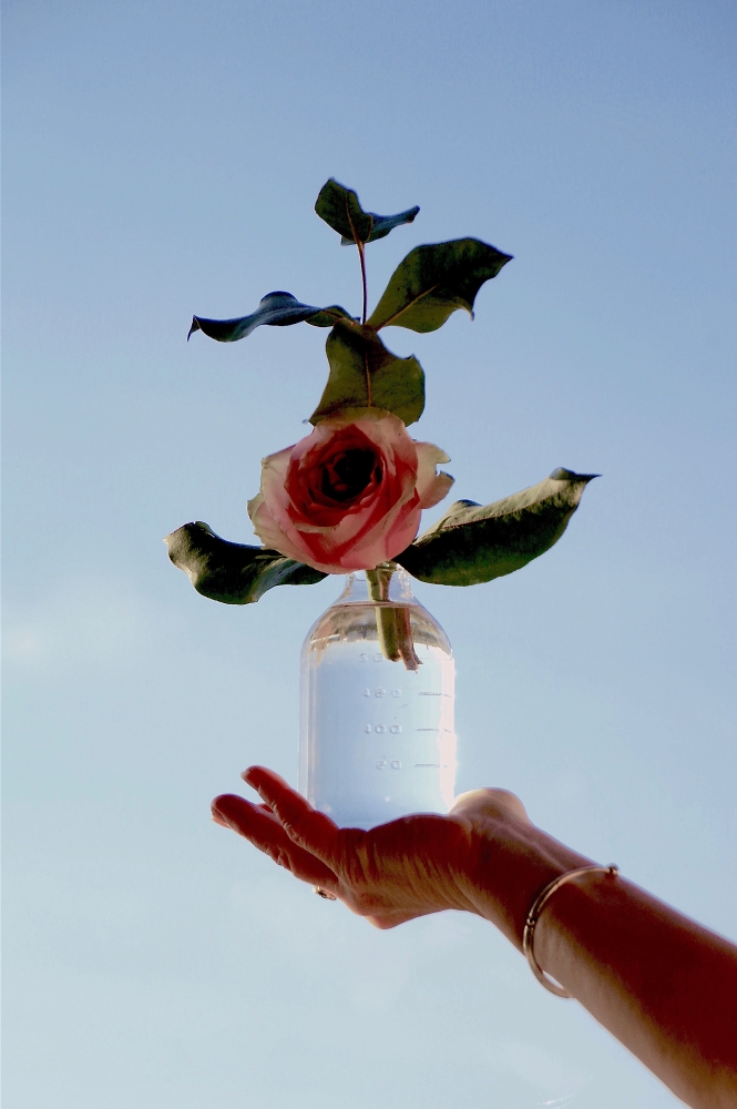 Postcard rose