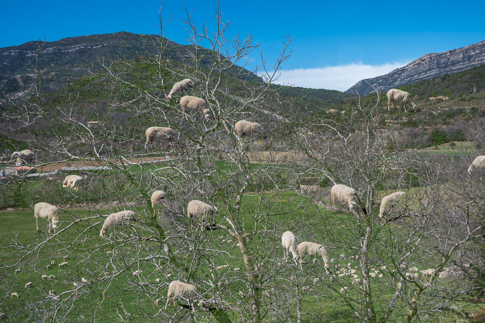 Sheep tree