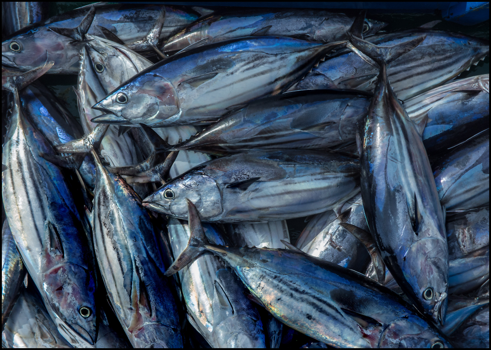 The Day's Catch